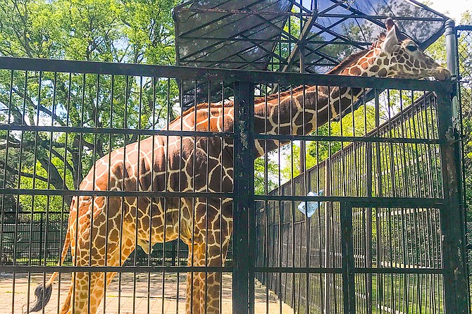 Seven animals at the Jackson Zoo belong to the City of Jackson, and four of them are out on loan. K.D. Knox the giraffe, pictured above, belongs to the Jackson Zoological Society. It also has a spider monkey named Debbie.