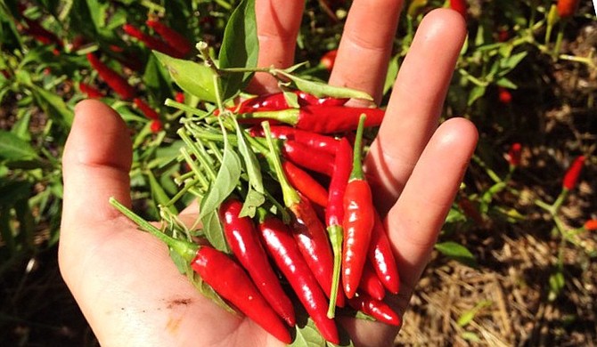 Hot pepper season is coming to Mississippi.