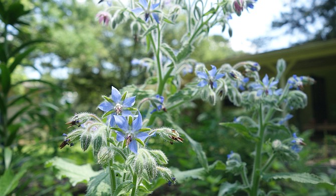 Borage ranks highly for me in both beauty and taste. A good pollinator-attracting companion in vegetable gardens, borage plants produce constellations of starry blue flowers that taste sweet, like sugar snap peas. Borage is beautiful in a salad, or candied and garnished atop sweet treats.
