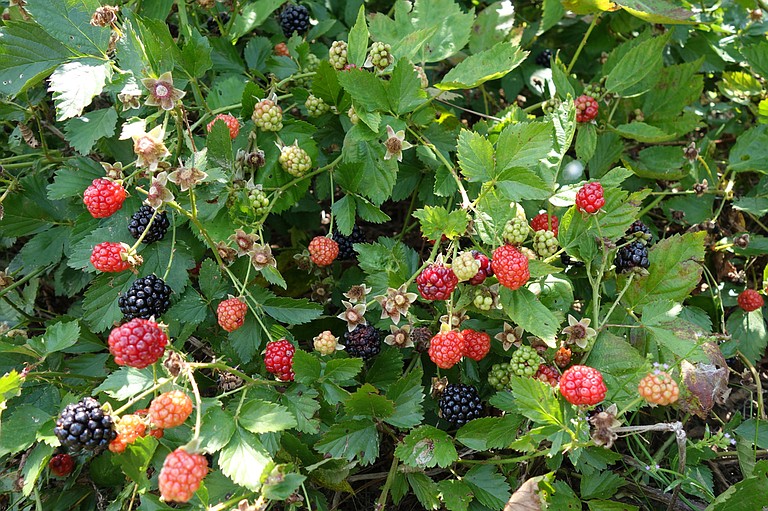 Blackberries are delicious, but watch out for the thorns.