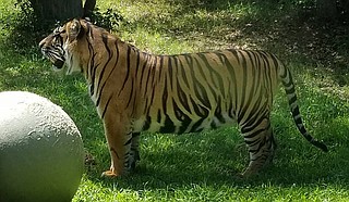 During Ice Cream Safari, local celebrities, including Mayor Chokwe A. Lumumba and staff members from the Jackson Free Press, will serve ice cream throughout the zoo, with each offering one of 23 flavors that represent a species of animal at the zoo. 