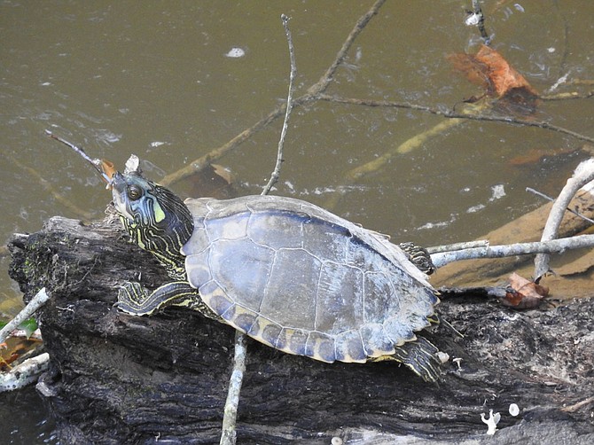 Pearl map turtle