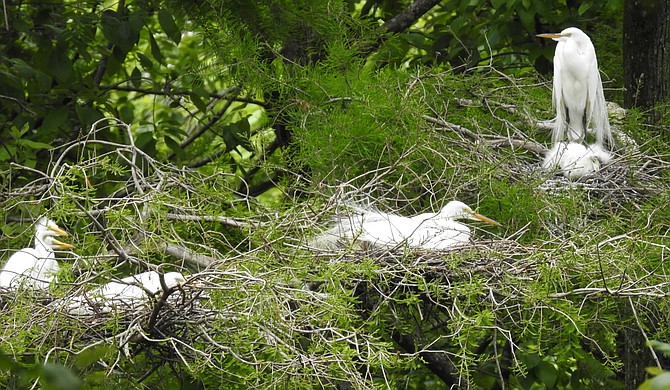 Great egrets are one of the species that call the Pearl River home.