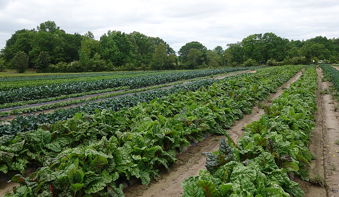 Local produce is a delicious and important part of our food system.