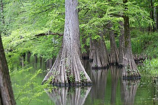 The Pearl River reached its highest flood stage in Easter 1979 when it crested over 43 feet, flooding parts of downtown Jackson. “One Lake” would not “control” a flood that size.