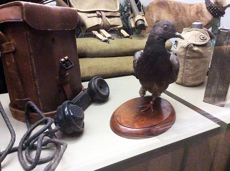 Cher Ami is the pigeon that crossed enemy lines to deliver a message from the Lost Battalion saying that troops from Allied Forces, who did not know their location, had begun to shoot at them. The bird's body is on display at the Smithsonian Institution.