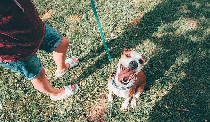 Giving back to the community is important, but it doesn’t have to be something huge. It could be something as simple as helping with shelter dogs at an adoption event for location organizations such as CARA. Photo courtesy Ben Konfrst/Unsplash