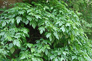 The U.S. Patent and Trademark Office recently issued the University of Mississippi a fourth patent for a product that the university says could prevent itching and rashes from exposure to poison ivy, oak and sumac plants. Photo courtesy Wikipedia/Jaknouse