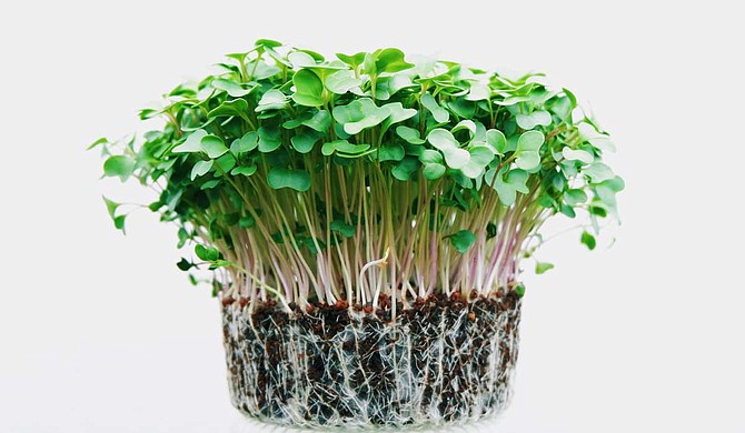 A Little Time to Grow sells microgreens as its primary cash crop. Photo by Deviyahya on Unsplash