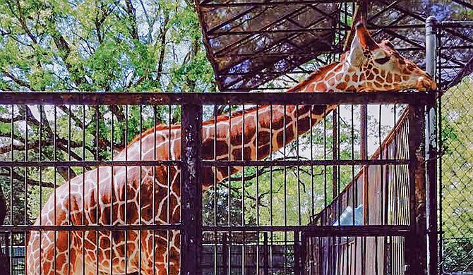 The Hinds County Board of Supervisors voted to withhold a $50,000 grant from the Jackson Zoo, citing legal concerns over apportioning county funds to the closed city zoo. Photo by Stephen Wilson