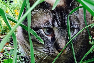 Sal the Cat serves as a mascot for the Eudora Welty House and Garden through the Instagram account, @a_cat_named_sal. Photo by Rachel Lott.