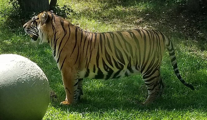 Demolition of outdated buildings is underway at the Jackson Zoo as part of renovation requirements the City must meet before the facility can reopen. City officials said that they hope to replace a former discovery zone with a contact area where visitors can interact with animals. Photo courtesy Jackson Zoo