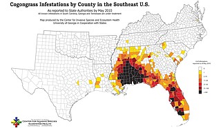 Cogongrass is taking root in Mississippi, and the invasive species has also been found across parts of the southeastern U.S. Many of the cogongrass “hot spots” are concentrated in south Mississippi, state forestry officials said. Experts say it could spread to the north and west in the future. Photo courtesy CISEH