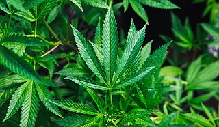 Signature gathering will be delayed for a broad-based marijuana legalization proposal in Mississippi because of an error in notifying the public about the ballot initiative, the secretary of state's office said Friday. Photo courtesy Rick Proctor on Unsplash