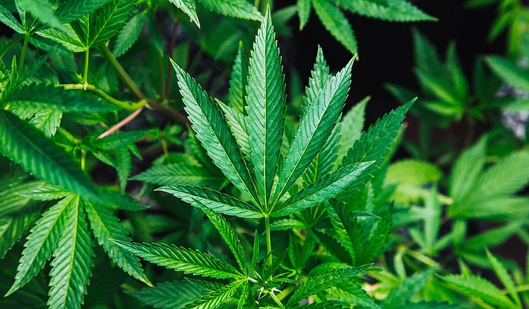 Signature gathering will be delayed for a broad-based marijuana legalization proposal in Mississippi because of an error in notifying the public about the ballot initiative, the secretary of state's office said Friday. Photo courtesy Rick Proctor on Unsplash