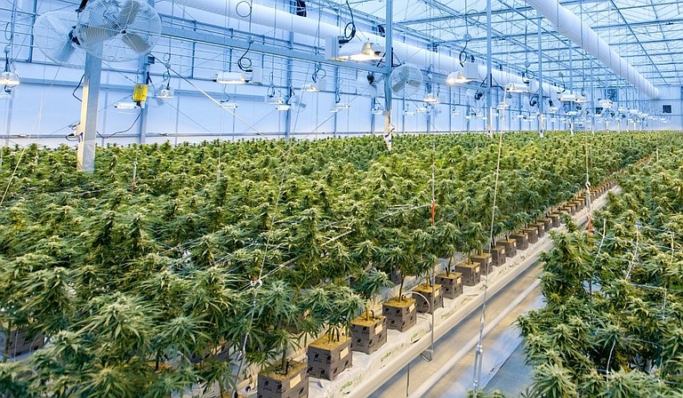 A cannabis production facility is under construction in Hinds County, company officials told WJTV. Mississippi Gov. Tate Reeves on Feb. 2 signed a law making medical marijuana legal for several health conditions. Photo courtesy Richard T. on Unsplash