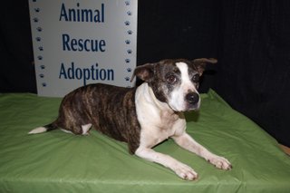 Two upcoming events will benefit Community Animal Rescue and Adoption, a Jackson animal shelter.