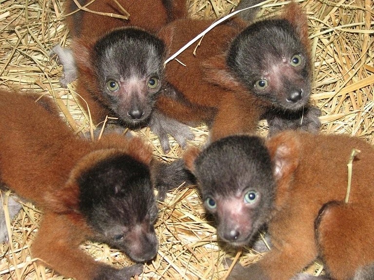 Mort, Levi, Eli and Junior, were born at the Jackson Zoo on April 19. Click the photo for a larger image.