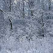 Photo detail